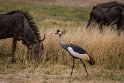 089 Zimbabwe, Hwange NP, grijze kroonkraanvogel en gnoe